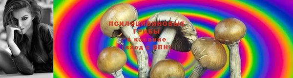 стафф Баксан